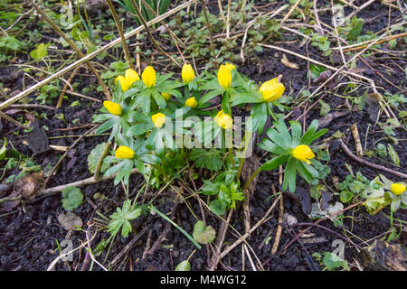 Aconit d’hiver Banque D'Images