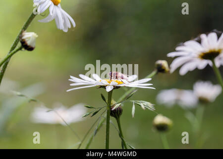 Hover fly reposant sur un oxeye daisy dans l'été. Banque D'Images