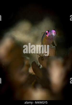 Gobie planant de l'effet yeux rouges (Bryaninops natans) sur le mini site de plongée Journal, Anilao, Philippines Banque D'Images