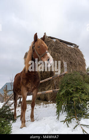 Fermer funny brown cheval en hiver farm Banque D'Images