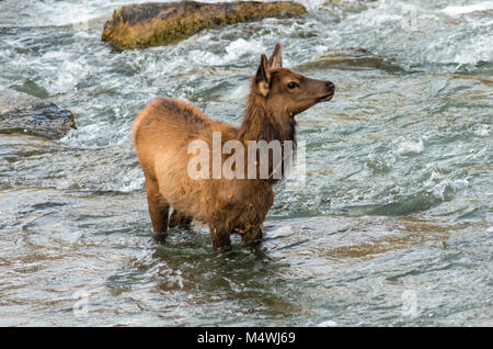 Les jeunes traversant la rivière Elk Gardner dans le parc national de Yellowstone. Banque D'Images