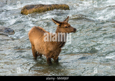 Les jeunes traversant la rivière Elk Gardner dans le parc national de Yellowstone. Banque D'Images