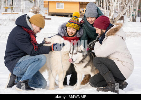 Portrait de groupe de jeunes animaux chiens husky assis sur d'hiver ensoleillée journée de plein air Banque D'Images