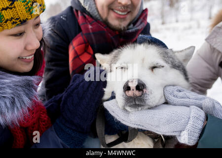 Portrait de jeunes animaux chien husky superbe à l'extérieur en hiver, l'accent sur chien joyeux avec nez rose profiter de l'attention Banque D'Images