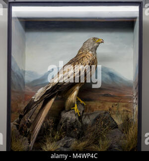 Une femelle Red Kite, oiseau de proie, monté par le taxidermiste Edward Hart. Affichée à l'Horniman Museum, Forest Hill, Londres Banque D'Images