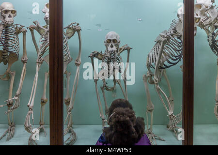 Une jeune fille à l'écran des squelettes à l'ape Horniman Museum, Forest Hill, Londres Banque D'Images