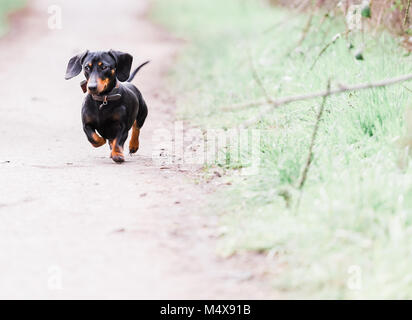 Teckel miniature sur un chien marcher dans la campagne, Oxfordshire, UK Banque D'Images