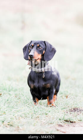 Teckel miniature sur un chien marcher dans la campagne, Oxfordshire, UK Banque D'Images