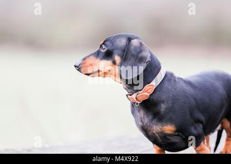 Teckel miniature sur un chien marcher dans la campagne, Oxfordshire, UK Banque D'Images