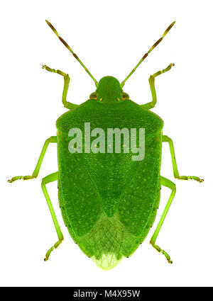 Nezara viridula - southern green stink bug Banque D'Images