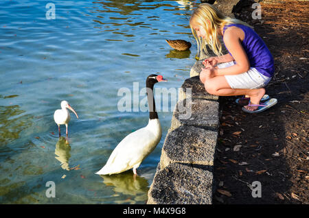 Cute girl rss Black-necked Swan Lake Eola, en Floride. Banque D'Images