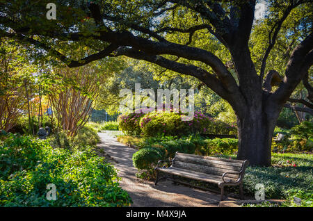 Banc de parc en bois, fleurs d'automne, et un chemin sinueux dans un jardin au Texas au Jardin botanique de Fort Worth de Fort Worth, TX. Banque D'Images