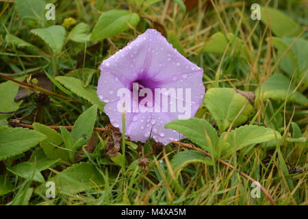 Belle fleur de gloire fraîche du matin en fleur parmi ses feuilles vertes sur l'herbe, fraîche et couverte de gouttes de pluie dewy Banque D'Images