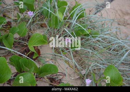 Vigne de chemin de fer et fleurs roses mauves et herbe gris argenté sur la plage, Nouvelle-Galles du Sud, Australie Banque D'Images