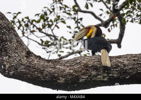 Le calao (Rhyticeros undulatus nimbés), également connu sous le nom de bar-bouffant nimbés calao, est une espèce de hornbill trouvés dans les forêts de Sesana Banque D'Images