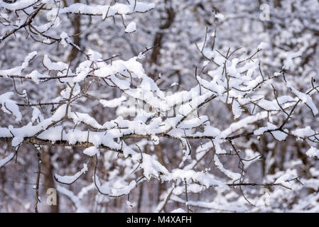 La neige fraîche fluffy sur branche d'arbre dans la lumière du matin Banque D'Images