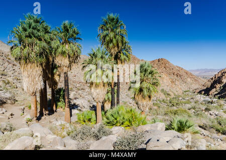 Palmiers et barbu sur la montagne sur sentier dans le parc national Joshua Tree. Banque D'Images