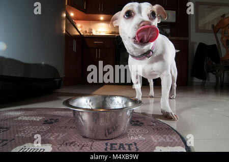 Drôle de chien montrant sa langue après avoir bu de l'eau à l'intérieur de la maison dans la cuisine Banque D'Images