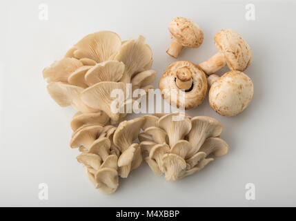 Vue de dessus de pleurotes et champignons bouton commun isolé sur fond blanc Banque D'Images