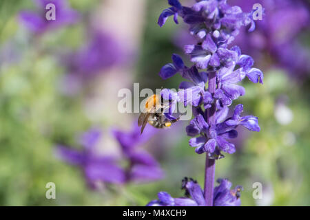 La collecte du pollen d'abeilles à partir de fleurs violettes. Banque D'Images