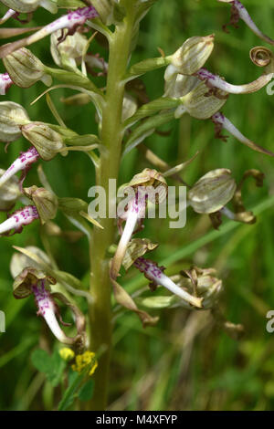 Orchid ; orchidée ; Himantoglossum ; Banque D'Images