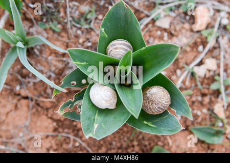 Les coquilles d'escargot dans les feuilles vertes sur l'île de Malte Banque D'Images