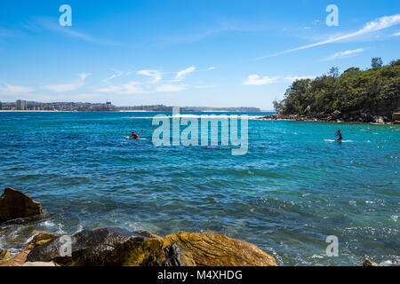 Arbre généalogique chou Bay réserve marine protégée sur le marche de Manly à Shelly Beach, Sydney, NSW, Australie Banque D'Images