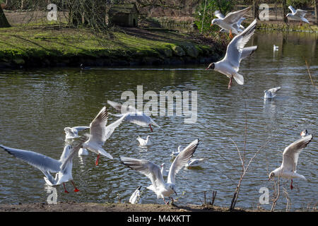 Vol de mouettes près d'un étang dans la région de Crystal Palace Park, Londres, Angleterre Banque D'Images