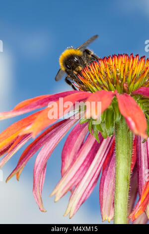 Un Bourdon la collecte du pollen d'une fleur Echinacea Cheyenne Spirit Banque D'Images