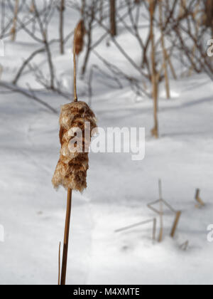 Québec,Canada. Un timide plante dans la neige Banque D'Images