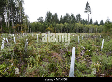 Les semis nouvellement plantés dans une coupe à blanc sur l'île de Vancouver en Colombie-Britannique, Canada Banque D'Images