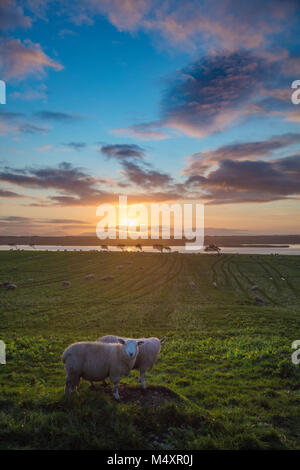 Moutons et coucher de soleil sur la rivière Moy, Comté de Sligo, Irlande. Banque D'Images