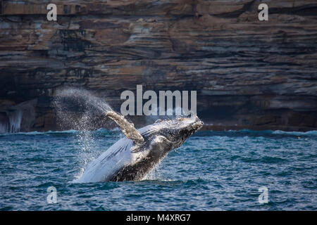 Humpback Whale breaching au large de Sydney's South Head, Sydney, Australie Banque D'Images
