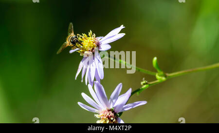 Bee collectiong le miel de fleur sauvage Banque D'Images