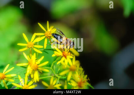 Bee collectiong le miel de fleur sauvage Banque D'Images