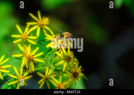 Bee collectiong le miel de fleur sauvage Banque D'Images