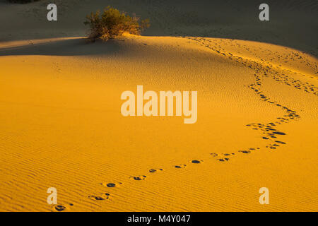 La matinée de Mesquite Flat Sand Dunes Banque D'Images