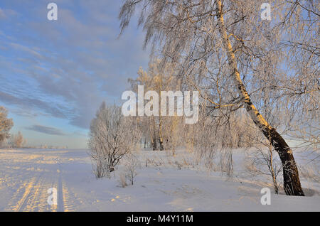 Beau paysage d'hiver avec les bouleaux au coucher du soleil Banque D'Images