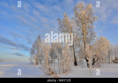 Beau paysage d'hiver avec les bouleaux au coucher du soleil Banque D'Images