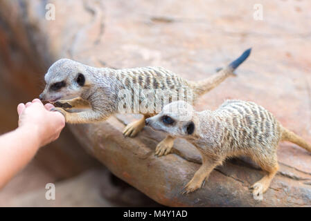 Close-up de l'alimentation à la main du clan suricates Suricata suricatta, animaux indigènes de l'Afrique, petit carnivore appartenant à la famille des mangoustes Banque D'Images