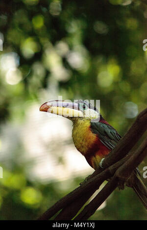 Curl-crested Pteroglossus Aracari appelé beauharnaesii Banque D'Images