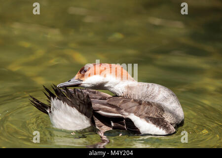 Canard femelle red headed Trelk appelé Mergellus albellus Banque D'Images