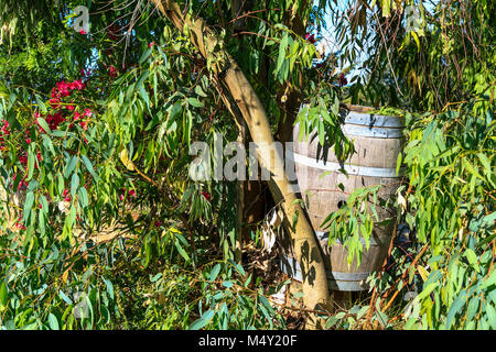 Tonneau en bois ancien under tree Banque D'Images