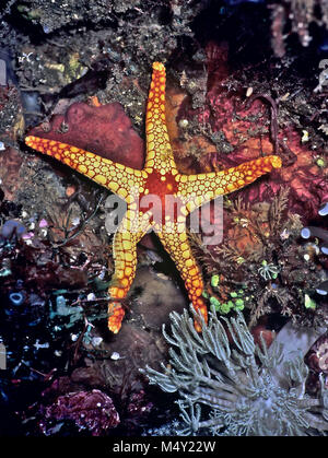 Une perle étoile de mer (Fromia monilis : 20 cm.), montrant sa zone centrale rouge caractéristique avec des plaques sur les cinq bras. Les étoiles de mer ont la capacité de croître un nouveau bras s'il a été mangé par un prédateur. Il est possible, en conséquence, de rencontrer des personnes qui sont dans le processus de régénération et ont quatre au lieu de cinq bras. L'animal vit dans les zones rocheuses, où il se nourrit d'éponges et de petits invertébrés ; sa bouche est sur la face inférieure de la plaque centrale. Il se déplace sur le support par des centaines de pieds de tube à commande hydraulique. La Mer Rouge égyptienne. Banque D'Images