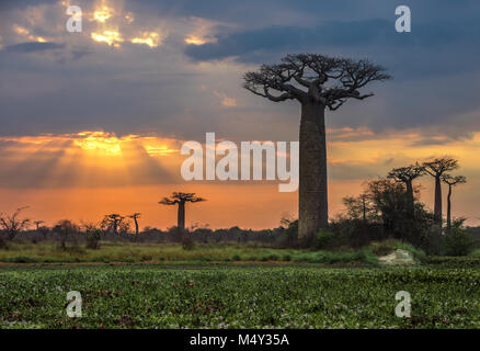 Lever de soleil sur l'Avenue des baobabs, Madagascar Banque D'Images