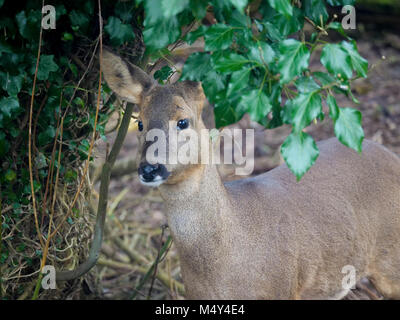 Portrait de Chevreuil Capreolus capreolus Banque D'Images