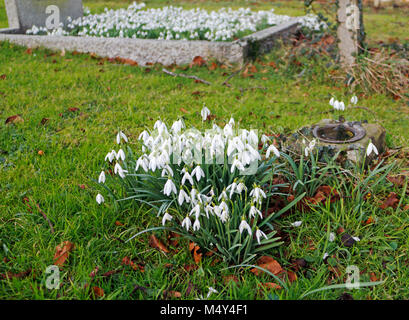 Un patch de perce-neige, Galanthus nivalis, dans un cimetière à South Creake, Norfolk, Angleterre, Royaume-Uni, Europe. Banque D'Images