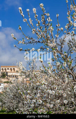 Dans le village de Selva fleur d'amandier, Es Raiguer, Majorque, Îles Baléares, Espagne Banque D'Images