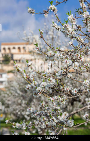 Dans le village de Selva fleur d'amandier, Es Raiguer, Majorque, Îles Baléares, Espagne Banque D'Images