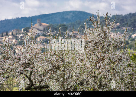 Dans le village de Selva fleur d'amandier, Es Raiguer, Majorque, Îles Baléares, Espagne Banque D'Images